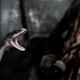 ¿Qué haces si te muerde una serpiente?
